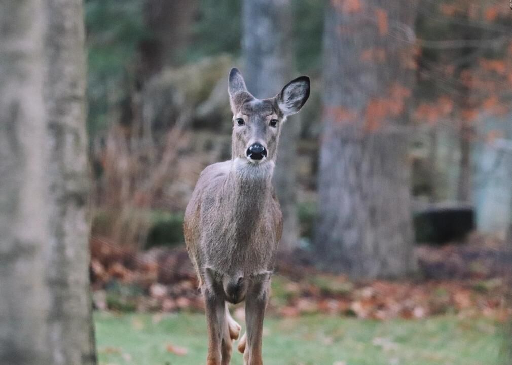 #36. Ohio